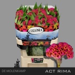 Celosia Mätashari Act Rima 70cm