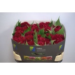 Celosia Mätashari Act Dara 70cm