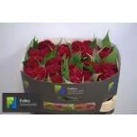 Celosia Mätashari Act Dara 70cm