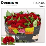 Celosia Mätashari Act Dara 70cm