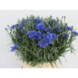Centaurea Rukkilill 50cm
