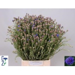 Centaurea Rukkilill 50cm