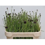 Centaurea Rukkilill Black Ball 70cm