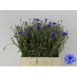 Centaurea Rukkilill 45cm