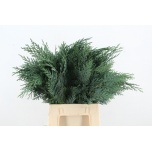 Chamaecyparis Ebaküpress Pelt´s Blue (pk)