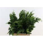 Chamaecyparis Ebaküpress Lawsoniana Wisselii 50cm (pk)