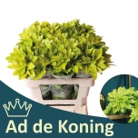 Choisya Rohelehik Te Lich 50cm (tk)