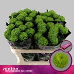 Chrysanthemum Krüsanteem BL Alemani*10