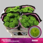 Chrysanthemum Krüsanteem BL Alemani*10
