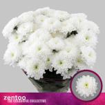 Chrysanthemum Krüsanteem SP Altaj*5