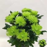 Chrysanthemum Krüsanteem Anastasia Dark Lime