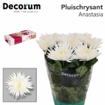 Chrysanthemum Krüsanteem Anastasia