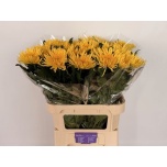 Chrysanthemum Krüsanteem BL Anastasia Sunny*10