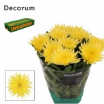 Chrysanthemum Krüsanteem BL Anastasia Sunny*10