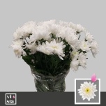 Chrysanthemum Krüsanteem SP Baltica*5