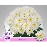 Chrysanthemum Krüsanteem SP Baltica*5