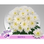 Chrysanthemum Krüsanteem SP Baltica*5