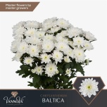 Chrysanthemum Krüsanteem SP Baltica*5