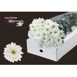 Chrysanthemum Krüsanteem SP Baltica*5