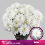 Chrysanthemum Krüsanteem SP Baltica*5