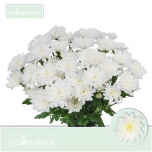Chrysanthemum Krüsanteem SP Baltica*5