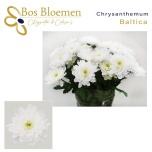 Chrysanthemum Krüsanteem SP Baltica*5