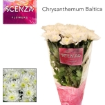 Chrysanthemum Krüsanteem SP Baltica*5