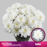 Chrysanthemum Krüsanteem SP Baltica*5