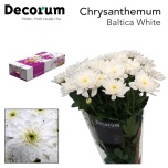 Chrysanthemum Krüsanteem SP Baltica*5