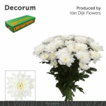 Chrysanthemum Krüsanteem SP Baltica*5