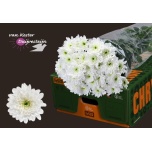 Chrysanthemum Krüsanteem SP Baltica*5