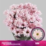 Chrysanthemum Krüsanteem SP Babe*5