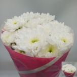 Chrysanthemum Krüsanteem SP Bardot*5