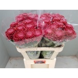 Chrysanthemum Krüsanteem BL Bigoudi Red*10