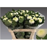 Chrysanthemum Krüsanteem BL Boris Becker*10