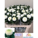 Chrysanthemum Krüsanteem BL Boris Becker*10