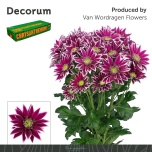 Chrysanthemum Krüsanteem SP Bolte*5