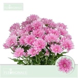 Chrysanthemum Krüsanteem SP Baltica Pink*5