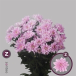 Chrysanthemum Krüsanteem Baltica Pink