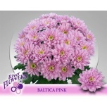 Chrysanthemum Krüsanteem SP Baltica Pink*5