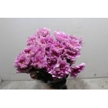 Chrysanthemum Krüsanteem SP Baltica Pink*5