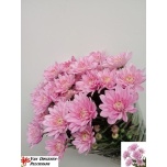 Chrysanthemum Krüsanteem SP Baltica Pink*5