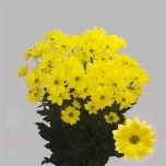 Chrysanthemum Krüsanteem Celebrate