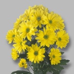 Chrysanthemum Krüsanteem SP Celebrate*5