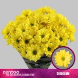 Chrysanthemum Krüsanteem SP Celebrate*5