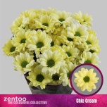 Chrysanthemum Krüsanteem SP Chic Cream*5