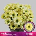 Chrysanthemum Krüsanteem SP Chic Cream*5