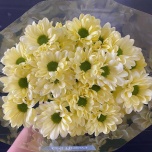 Chrysanthemum Krüsanteem SP Chic Cream*5