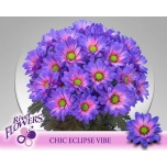 Chrysanthemum Krüsanteem SP Chic paint Eclipse Vibe*5
