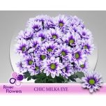 Chrysanthemum Krüsanteem SP Chic paint Milka Eye 80g*5